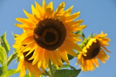 Sunflowers Waupoos #2864