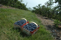 Food Blueberries Basket Waupoos #2535
