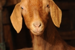 Goat Brown (v) #2387
