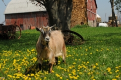 Goat Derrick #2388