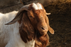 Goat Red Beard Closeup #2167