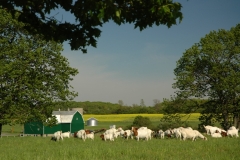 Goats Farm #1108