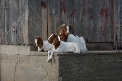 Goats Relaxing #3262