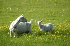 Goats White #677