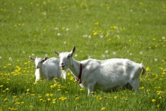 Goats White Smiling #1874