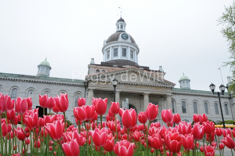 Kingston City Hall Tulips #1855