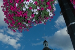Kingston City Hall Flowers (v) #1423