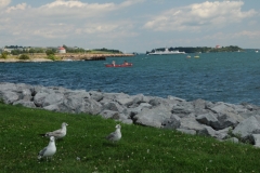 Kingston Shore Seagulls #1862