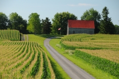 Field Corn Barn #2815