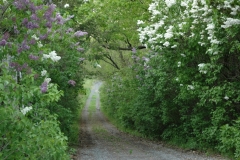 Lane Northport Lilacs #1549