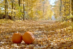 Lane Pumpkins Fall #281