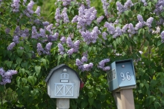 Mailbox Lilacs #3295