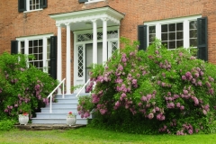 Picton Macaulay House Door Lilacs #2585