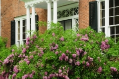 Picton Macaulay House Lilacs (v) #2587