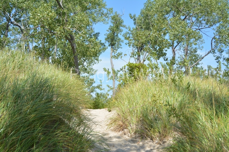 Sandbanks Dunes Path Grass #3333