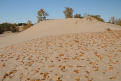 Sandbanks Dunes Leaves Fall #2294