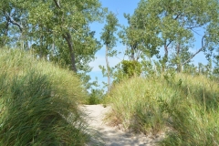 Sandbanks Dunes Path Grass #3333