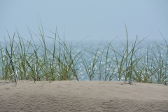 Sandbanks Grass Sparkling #3118