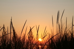 Sandbanks Grass Sunset #3611