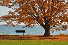 Sandbanks Outlet Bench Tree View Fall #3340