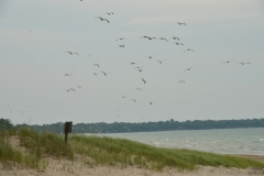 Sandbanks Outlet Seagulls Flying #3350