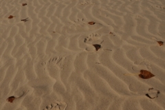 Sandbanks Sand Fall (v) #2296