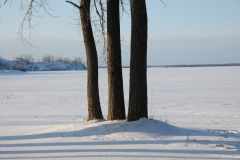 Sandbanks Three Trees Winter #1202
