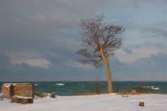 Sandbanks Tree Winter #1113