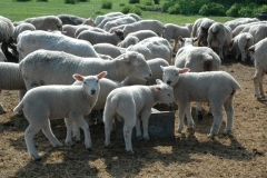 Sheep Flock Feeding #757