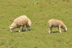 Sheep Grazing #3044