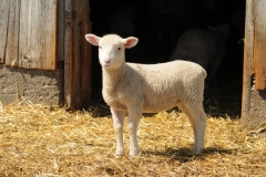 Sheep Lamb #2760
