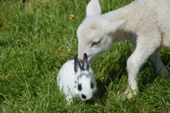 Sheep Lamb Rabbit #3405