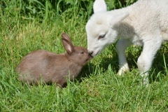 Sheep Lamb Rabbit Brown #3404