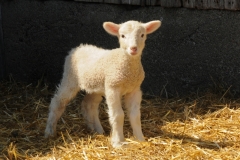 Sheep Lamb Standing #3046