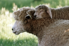 Sheep Mom Lamb #437