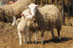 Sheep Mom Lamb Standing #2687