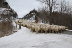 Sheep Rockcut #3407