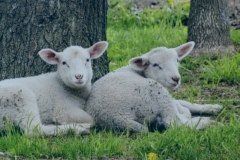 Sheep-Two-Resting-3820