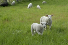 Sheep Walking #1165