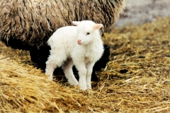 Sheep White Lamb #293 2