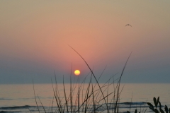 Sandbanks Grass Sunset #3338