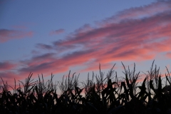 Sky Corn Clouds Sunset #3412