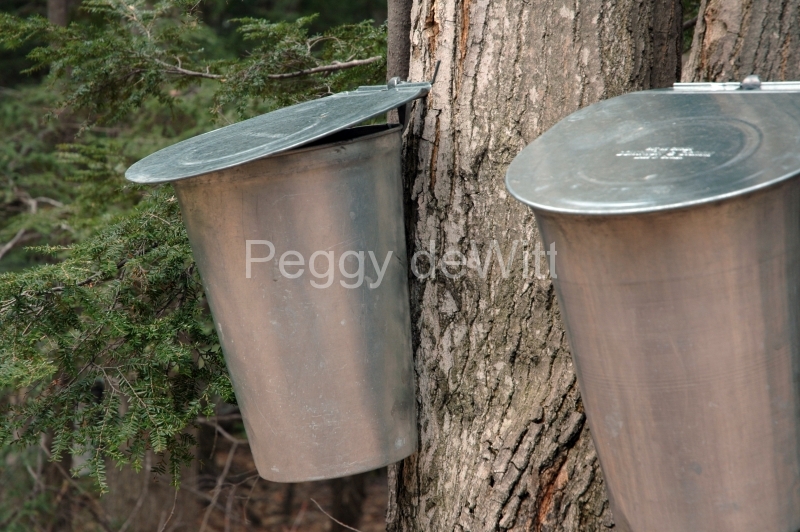 Sugar Bush Buckets #716