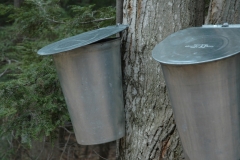 Sugar Bush Buckets #716 s