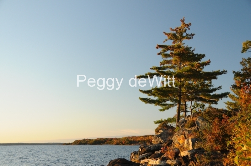 Tree Pine Parry Sound Georgian Bay #2706