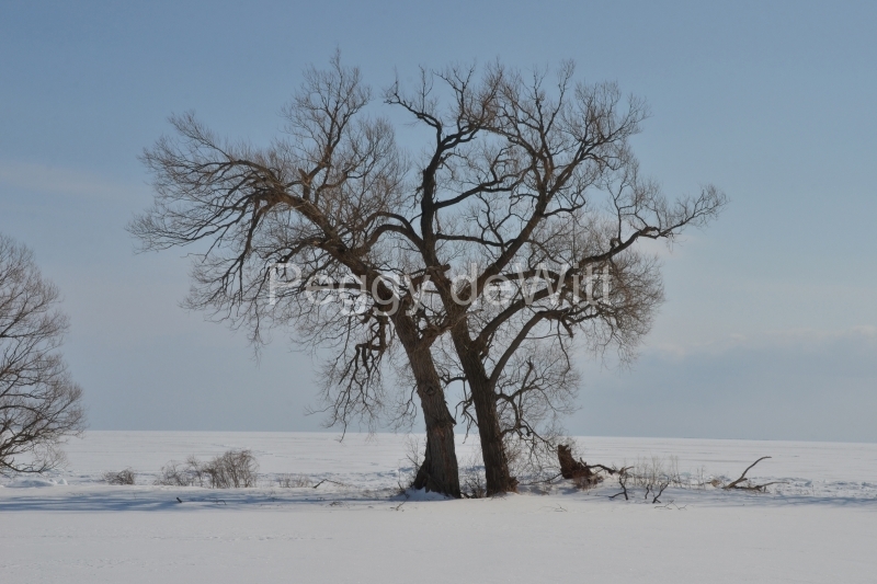 Tree Willow Cressy Winter ##3431