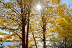 Tree Consecon Fall Sun #3427