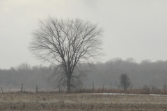 Tree Elm Amherst Island Winter #2699