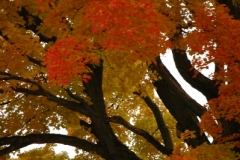 Tree Maple Fall #1177