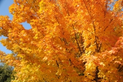 Tree Maple Fall #2702